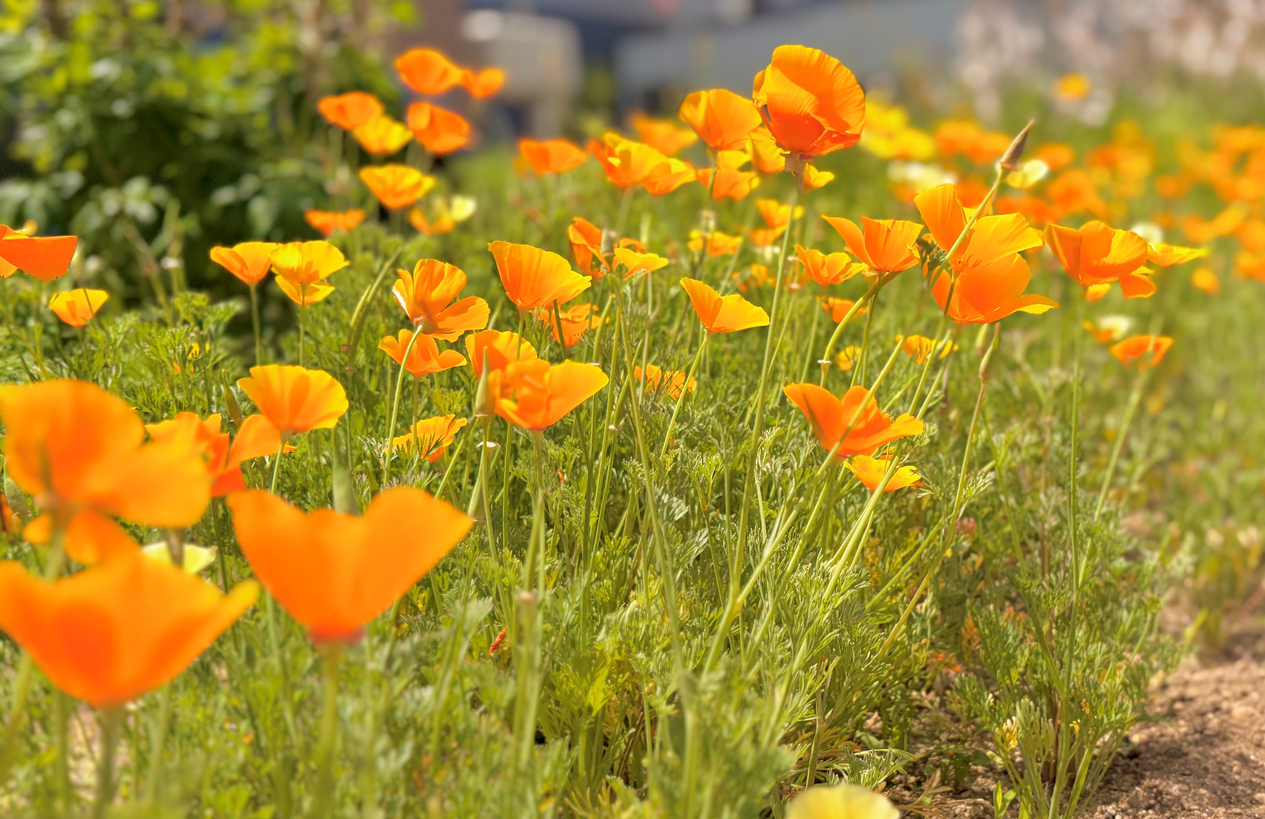 季節の花畑